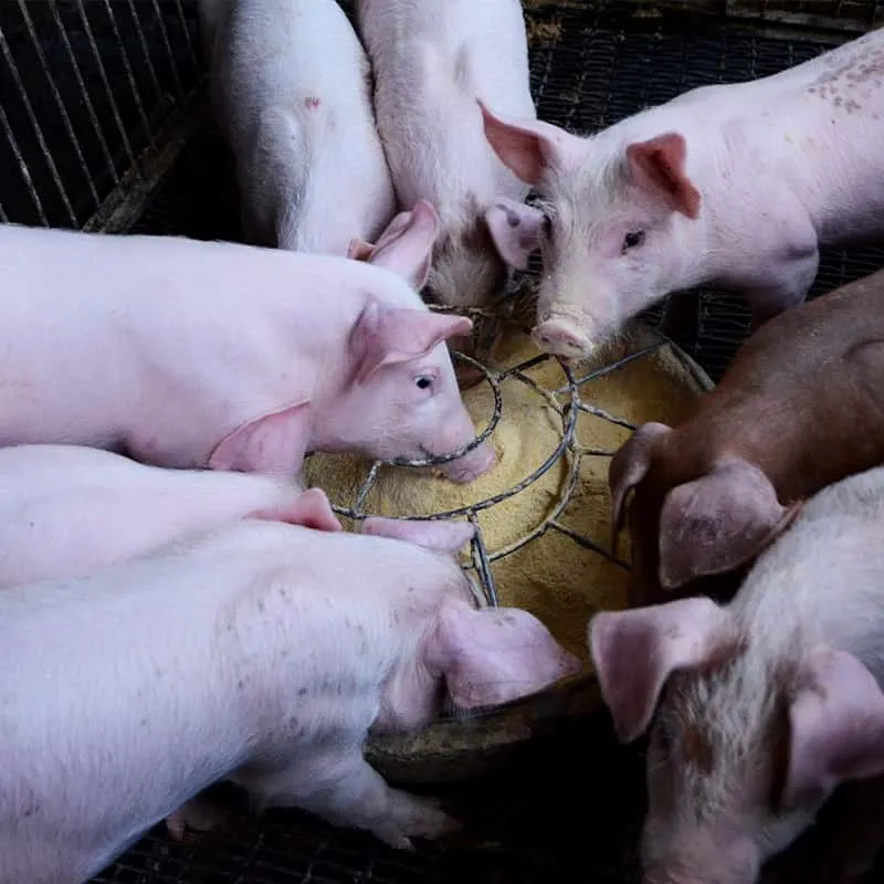 The 'good helper' for pig farm disinfection - chlorine dioxide effervescent disinfection tablets