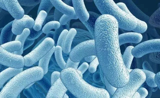 Gram-negative bacteria: Challenges from tap water to hospitals