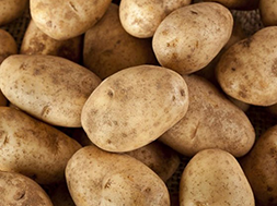 Five-step iodine titration method with 10% chlorine dioxide disinfectant tablets unlocks a new secret to potato storage and preservation.