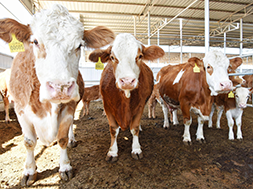 for Livestock Farming Against African Swine Fever and Porcine Reproductive and Respiratory Syndrome (PRRS ): Scientific Application and Practical Analysis of Chlorine Dioxide