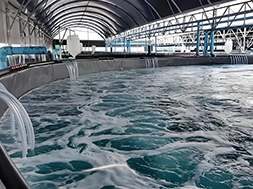 Application of chlorine dioxide in water treatment