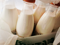 In Dairy Companies Through the 