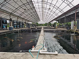What happened to the fish farmer who treated pond disinfection as some kind of 