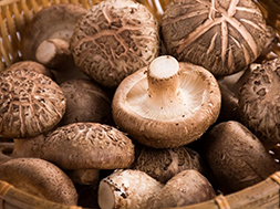 Chlorine Dioxide as a Color-Preserving and Freshness-Retaining Agent for Edible Fungi