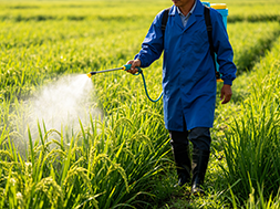 Chlorine dioxide is used to control rice diseases.